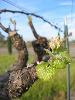Bud break