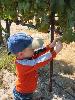 Our son Kalen sampling Chardonnay grapes at Stiling Vineyard