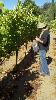 Kent taking some Syrah samples for analysis