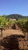 Ray Teldeschi Vineyards, Dry Creek Valley