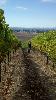 Hummingbird Hill Vineyards, Sonoma Coast