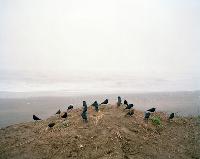 Untitled birds