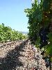 Sangiacomo's Roberts Road Vineyard