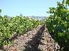 Sangiacomo's Roberts Road Vineyard