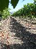 Sangiacomo's Roberts Road Vineyard