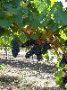 Sangiacomo's Roberts Road Vineyard - 777 Clone Pinot Noir