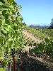 Greywacke Vineyard, Russian River Valley, 470 Clone Syrah
