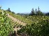 Greywacke Vineyard, Russian River Valley