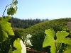 Greywacke Vineyard, Russian River Valley