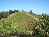 Greywacke Vineyard, Russian River Valley