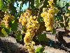 Wildcat Mountain Vineyard, Sonoma Coast, 15 Clone Chardonnay