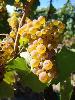 Wildcat Mountain Vineyard, Sonoma Coast, 15 Clone Chardonnay