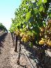 Wildcat Mountain Vineyard, Sonoma Coast, 15 Clone Chardonnay