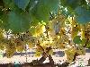 Wildcat Mountain Vineyard, Sonoma Coast, 17 Clone Chardonnay