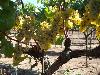 Wildcat Mountain Vineyard, Sonoma Coast, 17 Clone Chardonnay