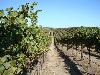 Wildcat Mountain Vineyard, Sonoma Coast