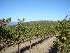 Wildcat Mountain Vineyard, Sonoma Coast