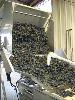 Sorting Dry Creek Valley Syrah Noir from Ray Teldeschi Vineyards