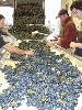 Sorting Dry Creek Valley Syrah Noir from Ray Teldeschi Vineyards