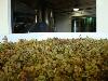 Green Acres Hill, Sonoma Coast, Chardonnay