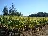 Greywacke Vineyard, Russian River Valley