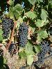 Syrah at Greywacke Vineyard