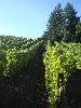 Greywacke Vineyard, Russian River Valley