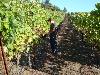 Kent checking on how the Syrah is coming along