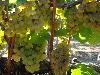 Chardonnay at Stiling Vineyard
