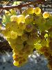 Ripe Chardonnay grapes ready for picking