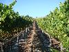 Stiling Vineyard, Russian River Valley