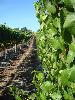 Stiling Vineyard, Russian River Valley
