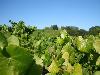 Stiling Vineyard, Russian River Valley