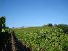 Stiling Vineyard, Russian River Valley