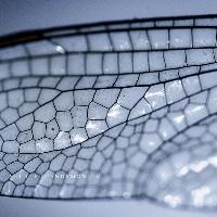 Dragonfly Wing