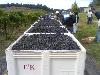 Michael Valentine's Vineyard, Pinot Noir, Russian River Valley
